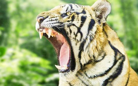 �ϻ�����ӛ