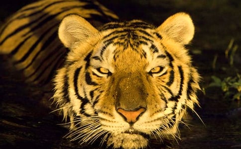 老虎來(lái)了作文