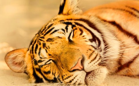 �ϻ����׵��x���