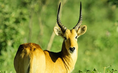 ������ľ�񡷽̌W(xu��)��˼