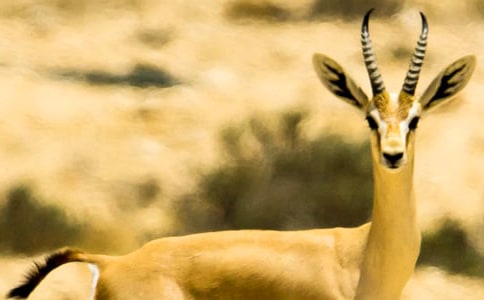 藏羚羊的跪拜作文