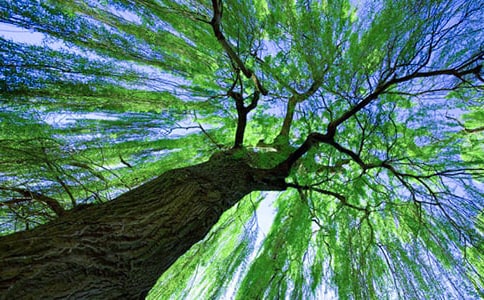 �茑�������������450������