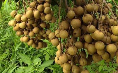 一顆龍眼干的秘密五年級作文900字