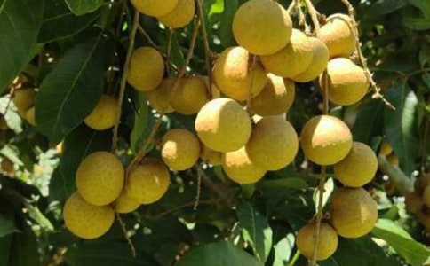 我愛家鄉(xiāng)的龍眼作文400字