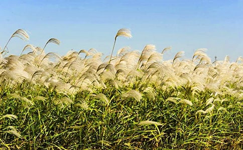 實用的蘆葦?shù)淖魑?00字