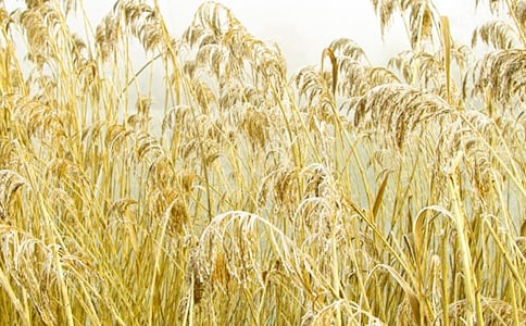 ��ʧ���JȔʎɢ��