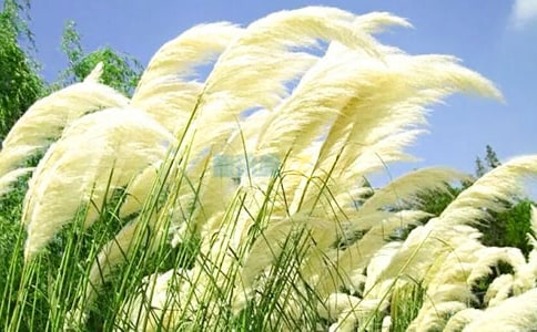 山野里那抹蘆葦花散文