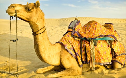 沙漠中的動物:駱駝