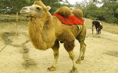 �P��������Ľ���(12ƪ)