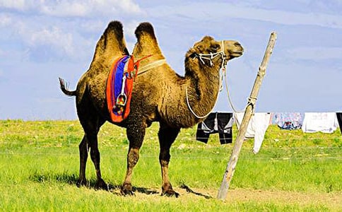 ����RͯԒ����