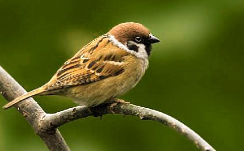 讀《麻雀》有感200