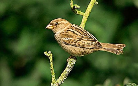 ��ȸ������