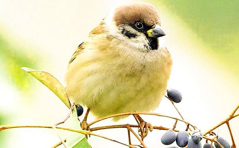 哦,小麻雀-敘事