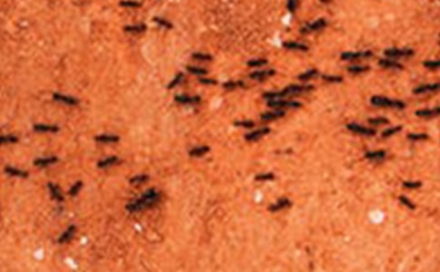 團(tuán)結(jié)力量大小螞蟻故事作文