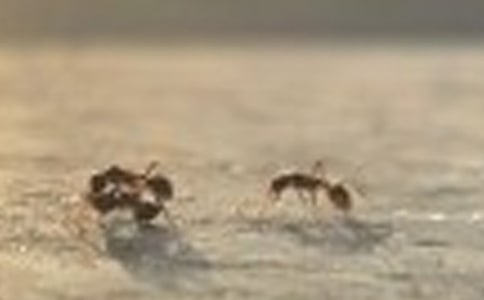 螞蟻觀察日記【熱門(mén)】