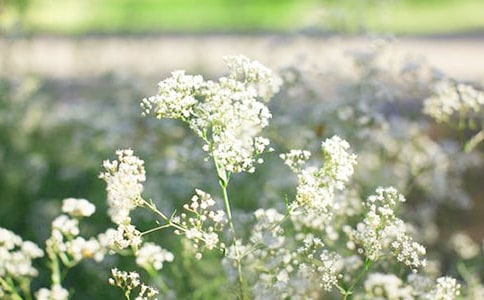 聽說勿忘我和滿天星是好友100字作文