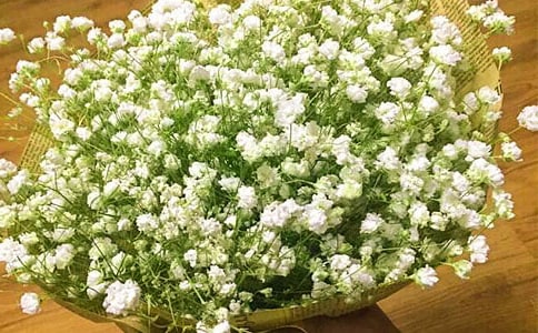 �茑�M�����ǵ�����