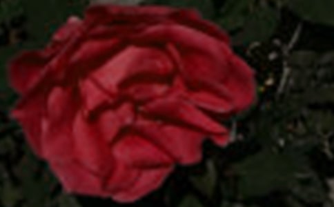 關(guān)于玫瑰花的觀察日記3篇