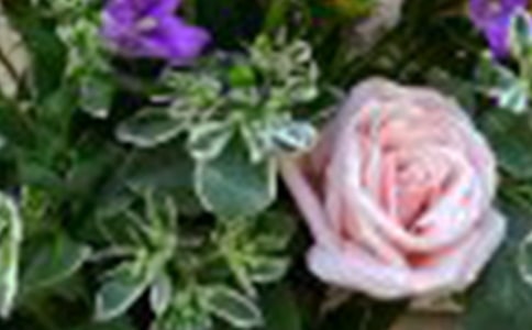 玫瑰花觀察日記集錦15篇