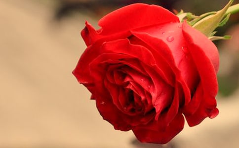 觀察玫瑰花日記