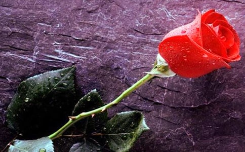 觀察玫瑰花的日記(精選8篇)