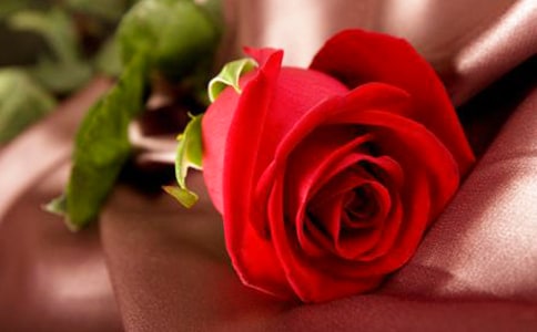 玫瑰花觀察日記15篇