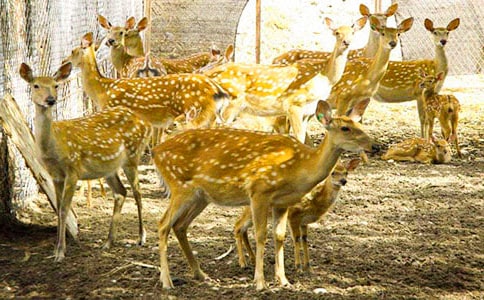 ÷��¹Ó�Uӛ450������