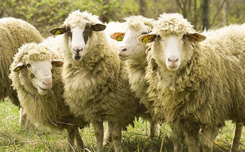 雨季綿羊疥癬的藥浴治療方法