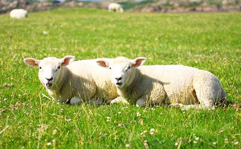 綿羊剪毛期管理技術