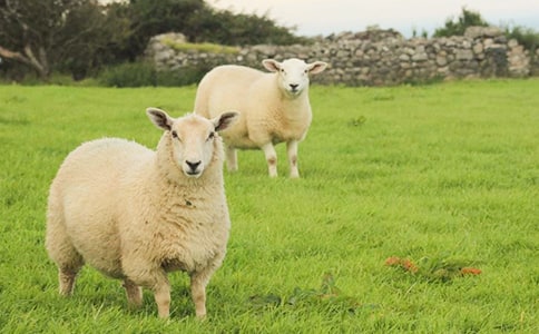 ��(y��u)��ľd���x��У����x11ƪ��