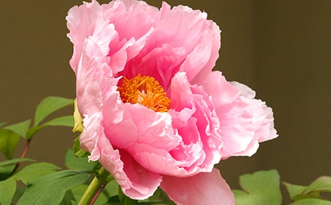 ĵ��ͤ�x��У�ͨ��16ƪ��