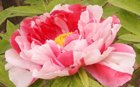 �^��ĵ������ӛ