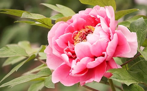 ��ĵ��ͤ����ӛ����