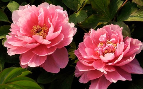 ĵ�����R������ӛ����