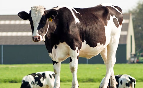 �����c��ţ