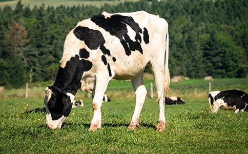 奶牛便血病因及中西醫(yī)綜合治療