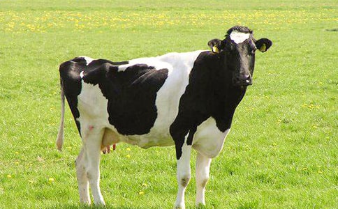 ��ţ�̰��O(sh��)Ӌ(j��)