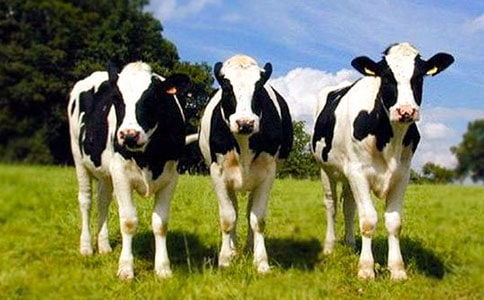 ��ݵء���ţ��Ů��ɢ��