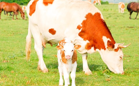 �������r(n��ng)���ӿ�˜ʻ���ţС�^(q��)���O(sh��)