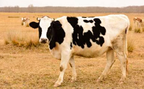 中班教案:《奶牛》