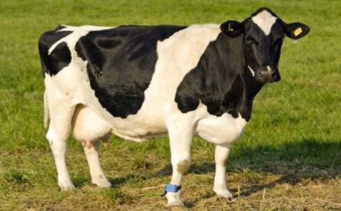 �������c�������̰�