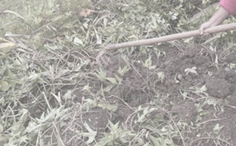 農(nóng)活農(nóng)事心得體會(huì)(通用14篇)