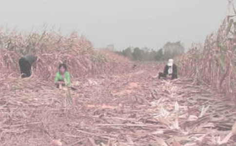 ���ӌW�r(n��ng)��ӵĂ����ĵ��w��