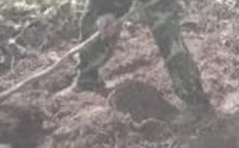 在家干農(nóng)活的暑期社會(huì)實(shí)踐報(bào)告(通用11篇)