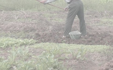 ���r(n��ng)���ĵ��w��(hu��)