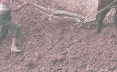 ���r(n��ng)������600��