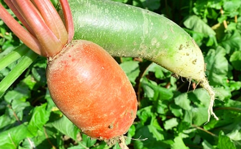 農(nóng)家樂作文通用(15篇)