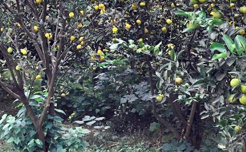 關于難忘的農家樂的作文