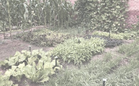 環(huán)江縣大環(huán)江下游沿岸重金屬污染區(qū)農作物污染評價