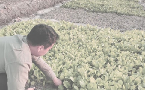 祁門縣農(nóng)作物秸稈資源利用概況